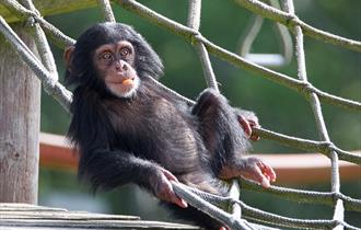 Monkey world melon madness Monkey world melon madness